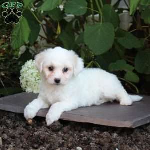 Meggie, Bichon Frise Puppy